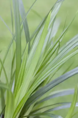Carex morrowii ssp. foliosissima 'Irish Green' (Zegge 'Irish Green') - afbeelding 6