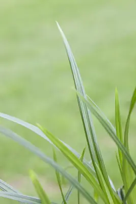 Carex morrowii ssp. foliosissima 'Irish Green' (Zegge 'Irish Green') - afbeelding 4