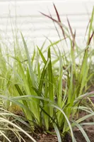 Carex morrowii ssp. foliosissima 'Irish Green' (Zegge 'Irish Green') - afbeelding 7