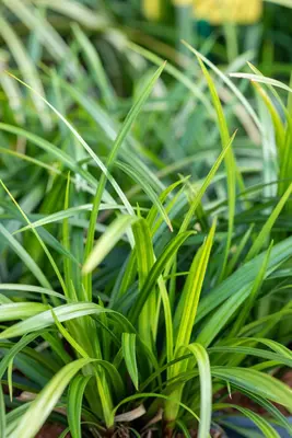 Carex morrowii ssp. foliosissima 'Irish Green' (Zegge 'Irish Green') - afbeelding 14