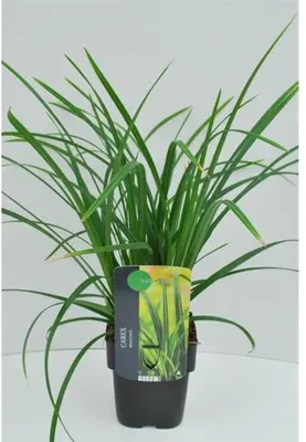 Carex morrowii ssp. foliosissima 'Irish Green' (Zegge 'Irish Green') - afbeelding 1