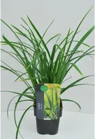 Carex morrowii ssp. foliosissima 'Irish Green' (Zegge 'Irish Green') - afbeelding 1