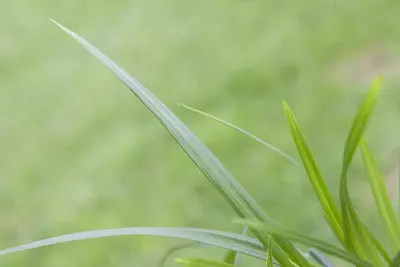 Carex morrowii ssp. foliosissima 'Irish Green' (Zegge 'Irish Green') - afbeelding 4