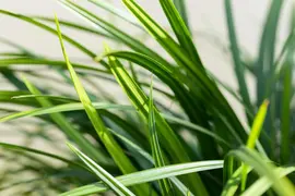 Carex morrowii ssp. foliosissima 'Irish Green' (Zegge 'Irish Green') - afbeelding 12