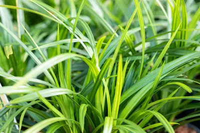 Carex morrowii ssp. foliosissima 'Irish Green' (Zegge 'Irish Green') - afbeelding 14