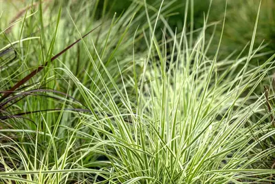 Carex morrowii ssp. foliosissima 'Irish Green' (Zegge 'Irish Green') - afbeelding 1