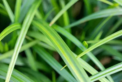 Carex morrowii ssp. foliosissima 'Irish Green' (Zegge 'Irish Green') - afbeelding 12