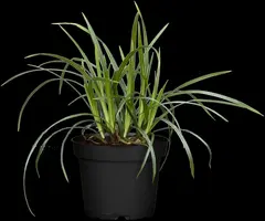 Carex morrowii ssp. foliosissima 'Irish Green' (Zegge 'Irish Green') - afbeelding 9