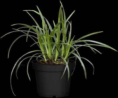 Carex morrowii ssp. foliosissima 'Irish Green' (Zegge 'Irish Green') - afbeelding 8