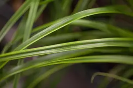 Carex oshimensis 'EverColor® Everlime' (Zegge 'EverColor® Everlime') - afbeelding 2