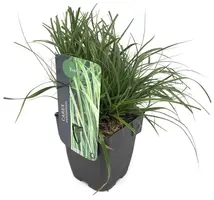 Carex oshimensis 'EverColor® Everlime' (Zegge 'EverColor® Everlime') - afbeelding 1