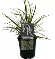 Carex oshimensis 'Evercream' (Zegge) 30cm - afbeelding 1