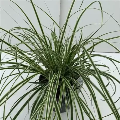 Carex oshimensis 'Evercream' (Zegge) 30cm - afbeelding 2