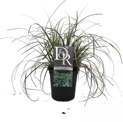 Carex oshimensis 'Everest' (Zegge) 30cm - afbeelding 1