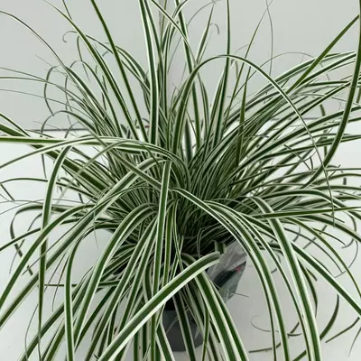 Carex oshimensis 'Everest' (Zegge) 30cm - afbeelding 2