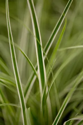Carex oshimensis 'Everest'® (Zegge 'Everest') - afbeelding 2