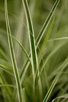 Carex oshimensis 'Everest'® (Zegge 'Everest') - afbeelding 2