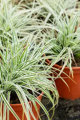 Carex oshimensis 'Everest'® (Zegge 'Everest') - afbeelding 4
