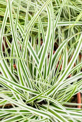 Carex oshimensis 'Everest'® (Zegge 'Everest') - afbeelding 6