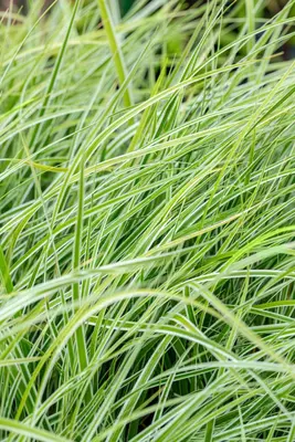 Carex oshimensis 'Everest'® (Zegge 'Everest') - afbeelding 7