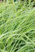 Carex oshimensis 'Everest'® (Zegge 'Everest') - afbeelding 7