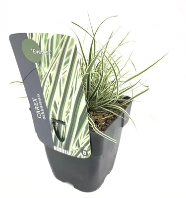 Carex oshimensis 'Everest'® (Zegge 'Everest') - afbeelding 1