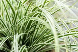 Carex oshimensis 'Everest'® (Zegge 'Everest') - afbeelding 3