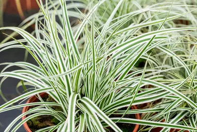 Carex oshimensis 'Everest'® (Zegge 'Everest') - afbeelding 5