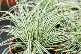 Carex oshimensis 'Everest'® (Zegge 'Everest') - afbeelding 5