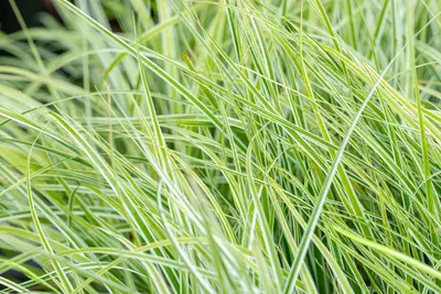 Carex oshimensis 'Everest'® (Zegge 'Everest') - afbeelding 8