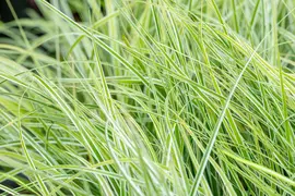 Carex oshimensis 'Everest'® (Zegge 'Everest') - afbeelding 8