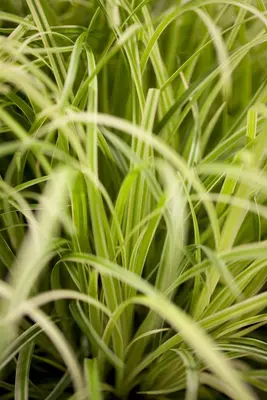 Carex oshimensis 'Evergold' (Zegge 'Evergold') - afbeelding 1