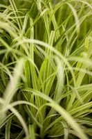 Carex oshimensis 'Evergold' (Zegge 'Evergold') - afbeelding 1