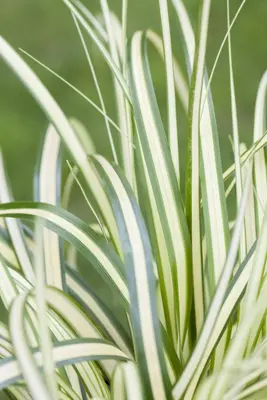 Carex oshimensis 'Evergold' (Zegge 'Evergold') - afbeelding 10