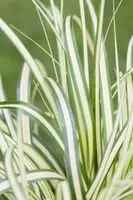 Carex oshimensis 'Evergold' (Zegge 'Evergold') - afbeelding 10