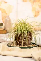 Carex oshimensis 'Evergold' (Zegge 'Evergold') - afbeelding 15
