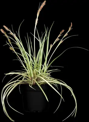 Carex oshimensis 'Evergold' (Zegge 'Evergold') - afbeelding 6