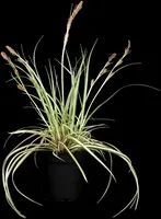 Carex oshimensis 'Evergold' (Zegge 'Evergold') - afbeelding 6
