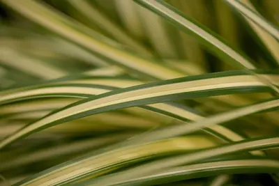 Carex oshimensis 'Evergold' (Zegge 'Evergold') - afbeelding 3