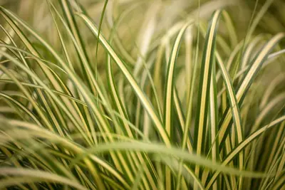 Carex oshimensis 'Evergold' (Zegge 'Evergold') - afbeelding 4