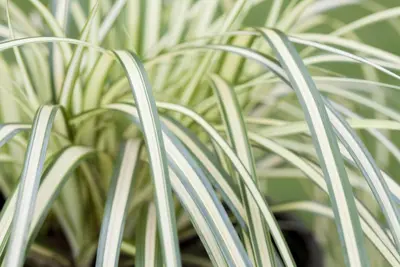 Carex oshimensis 'Evergold' (Zegge 'Evergold') - afbeelding 8
