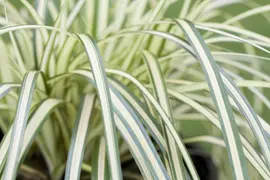 Carex oshimensis 'Evergold' (Zegge 'Evergold') - afbeelding 8