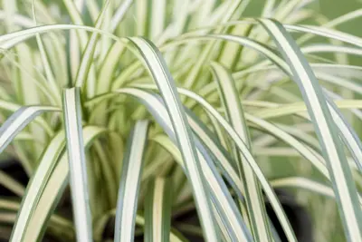 Carex oshimensis 'Evergold' (Zegge 'Evergold') - afbeelding 9