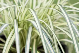 Carex oshimensis 'Evergold' (Zegge 'Evergold') - afbeelding 9