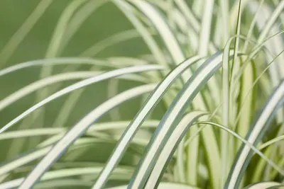 Carex oshimensis 'Evergold' (Zegge 'Evergold') - afbeelding 11