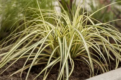 Carex oshimensis 'Evergold' (Zegge 'Evergold') - afbeelding 12