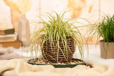 Carex oshimensis 'Evergold' (Zegge 'Evergold') - afbeelding 14