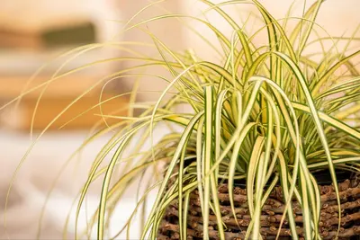 Carex oshimensis 'Evergold' (Zegge 'Evergold') - afbeelding 16
