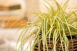 Carex oshimensis 'Evergold' (Zegge 'Evergold') - afbeelding 16