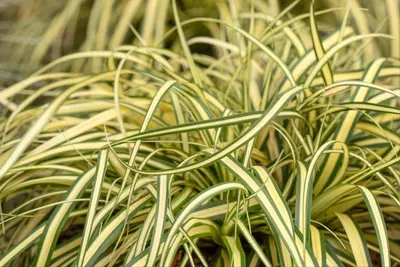 Carex oshimensis 'Evergold' (Zegge 'Evergold') - afbeelding 18